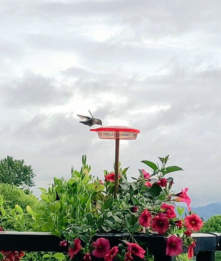 howyougo's tweet photo. Good morning Saturday!
#sunrise #moon #saturdaylicious #BCStorm #goodmorning #june #StormHour #vancouver #hummingbird #cloudsonclouds #ShareYourWeather #clouds #saturday https://t.co/PDMOu6AQBT