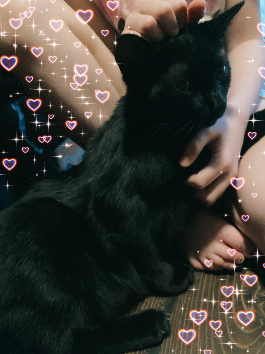 flamesrebirth's tweet photo. Ezio love #Caturday #fliterfun https://t.co/f2KPsmvsve