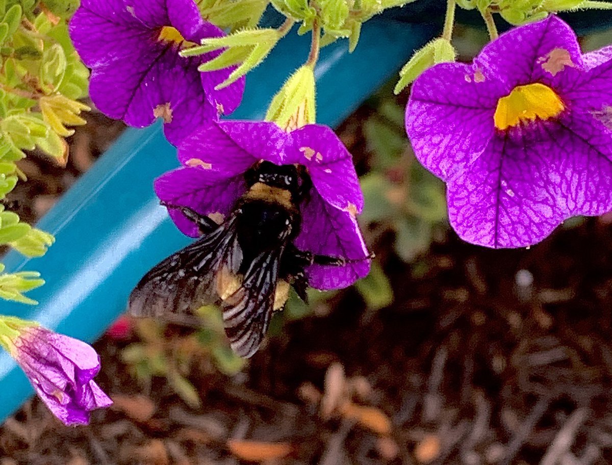Look how this #bumblebee is grasping the flower. Ponder me this…according to why something is able to be aerodynamic, bumblebees should NOT be able to fly! Hmmmm! #bees #savethebees #pollinators #NaturePhotography