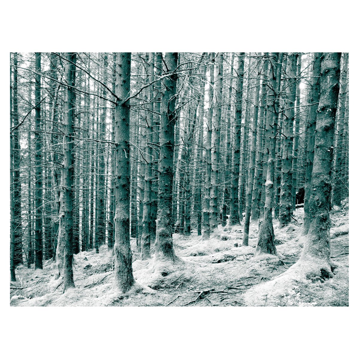 andytwosheds's tweet photo. Plantation #forestry #scotland #woods #grsnaps #landscapephotography #shootgr #dumfriesandgalloway #walk1000miles #lochtrool #andyspencer https://t.co/22DBBL4qjc