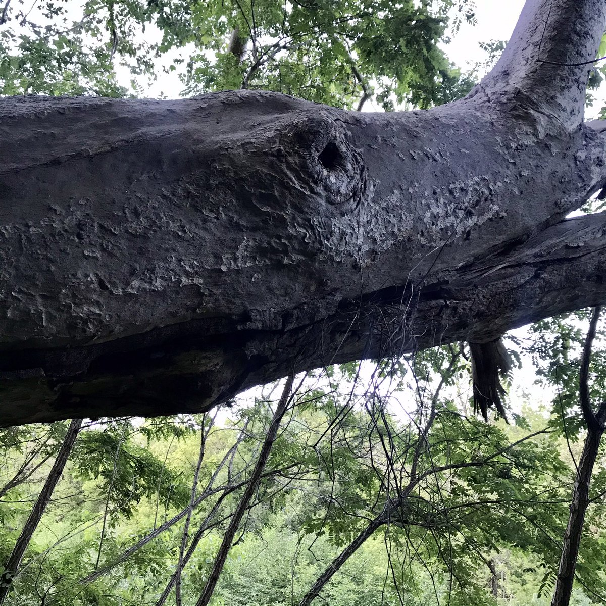 BoundlessBotany's tweet photo. Found this beautiful #Sycamore posing as a #brontosaurus 🦕 in the evening twilight. #amazingtrees https://t.co/43UQlFZqXY