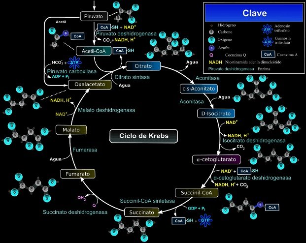 Se evapora el Acetil-CoA y el oxaloacetato por la enzima citrato sintasa se degrada el citrato

(Continúa 🔁)
