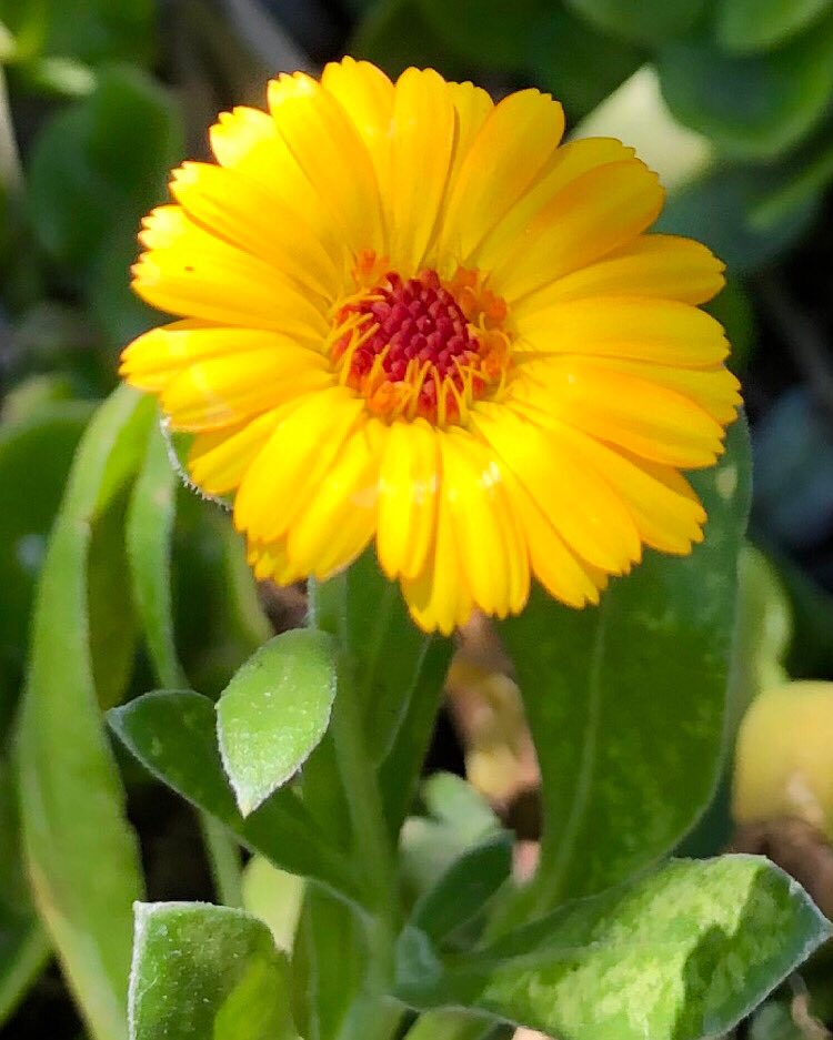 FleurLenz's tweet photo. @Nicky13Johnson Stunning photo, Nicky! Love the rays of sunlight! Have a great weekend! 🌼 https://t.co/brncz9tP95
