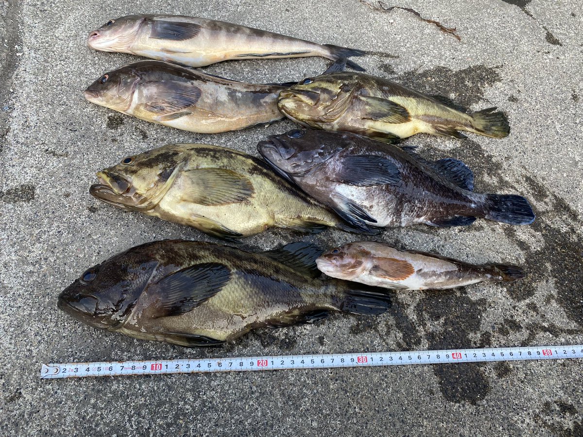 やっさん ハロヲタ系 地下住人 V Twitter ヒャー 刺身三昧 Www マゾイ シマゾイ釣るのマヂ凄い ソイはクロソイ以外釣ったこと無い ってか ホッケもデカイし ﾟﾛﾟ