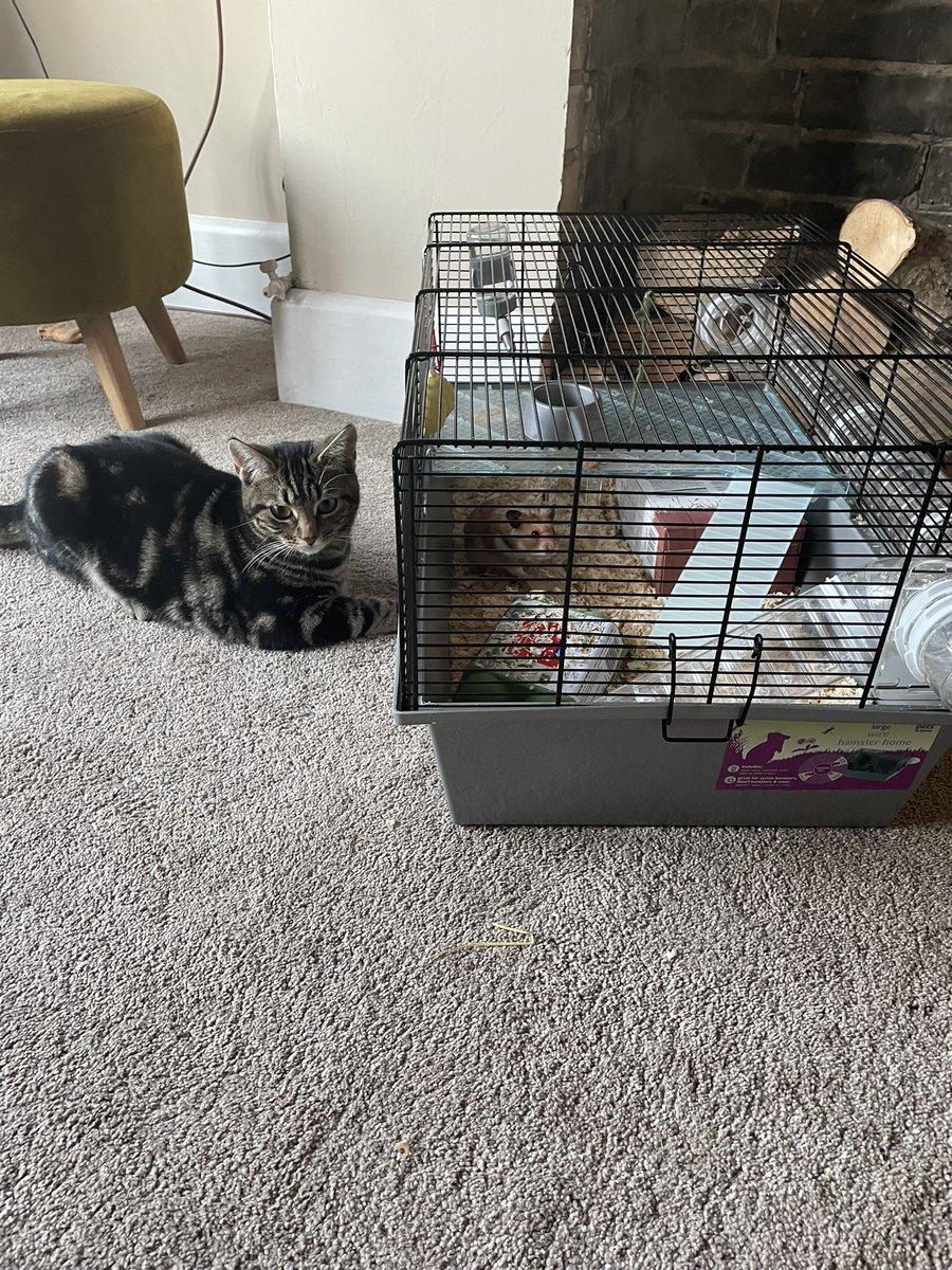 Abbie Marchment tweet media