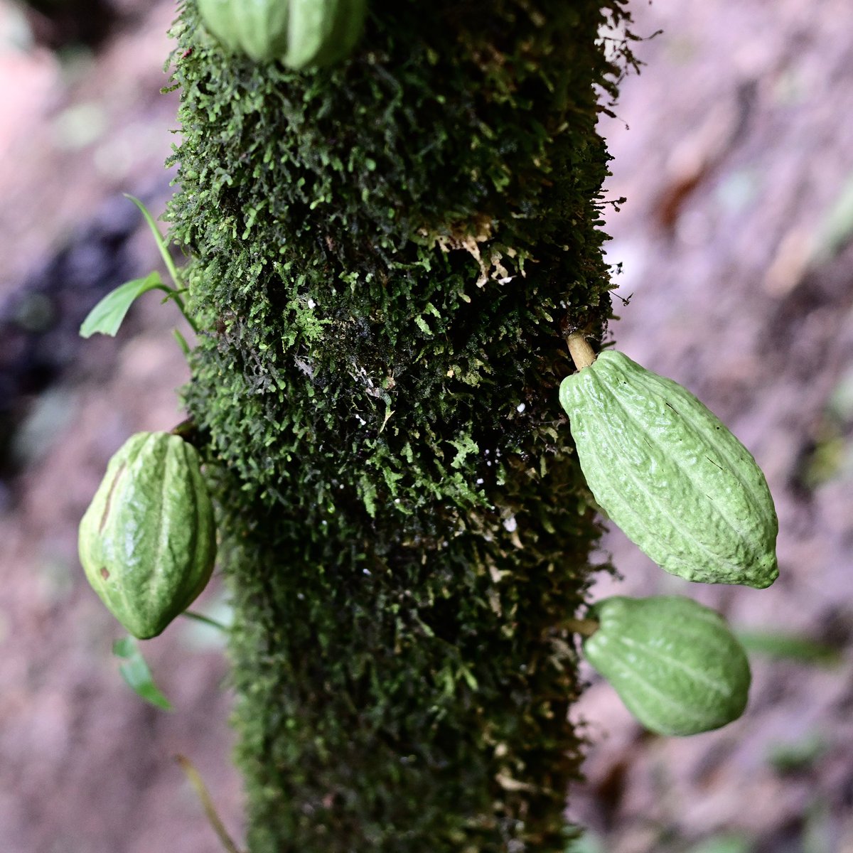 ChocolateBaure's tweet photo. Hoy celebramos el día mundial del medio ambiente y desde Chocolate Baure, enérgicamente aprovechamos esta oportunidad para llamar a todos los habitantes del mundo a ser más responsables y protejer de la mejor manera el medio ambiente que nos acoje y del cual somos parte. https://t.co/dBrLWqowHe