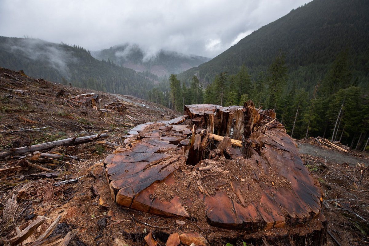MikeHudema's tweet photo. Over 170 people have been arrested trying to protect these giants from being logged. Only 3% of large old growth remain in B.C. 

It's time to protect our elders. #FairyCreekBlockade 

#ActOnClimate #bcpoli #bcgov @jjhorgan @bcndp pics by @TJWattPhoto https://t.co/5UUVMDpbKh