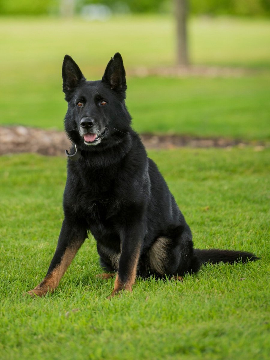 Incident in Birmingham with shots fired. <a href="/firearmsWMP/">Firearms Operations Unit</a> detain group of suspects nearby. PD Vapour searches area they have come from and discovers a firearm secreted away. AR