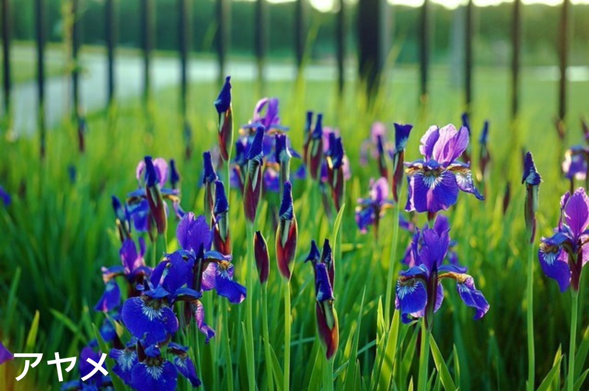 じん 今日のピックアップ ペンステモン 花名の由来 属名の学名 Penstemon ペンステモン は ギリシア語の Pente 5つ と Stemon おしべ を語源とし 実際には4つのおしべですが 仮おしべ 花粉を出さない が目立つことにより 5つの
