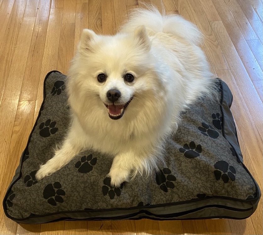 DannoActon's tweet photo. IT’S THAT DOG, THE MYPILLOW DOG! #MyPillow #MikeLindell Dog Beds now AS LOW AS $19.99 with Mike’s Special Promo Code: HONOR. #MyPillowDogJoseyActon LOVES HERS. https://t.co/czN7t3uHeN or 800-873-0194. #dogs #puppies #ConservativeDogs #dogsoftwitter #MyPillowDog #AmericanEskimo https://t.co/DjuEkgnpUo