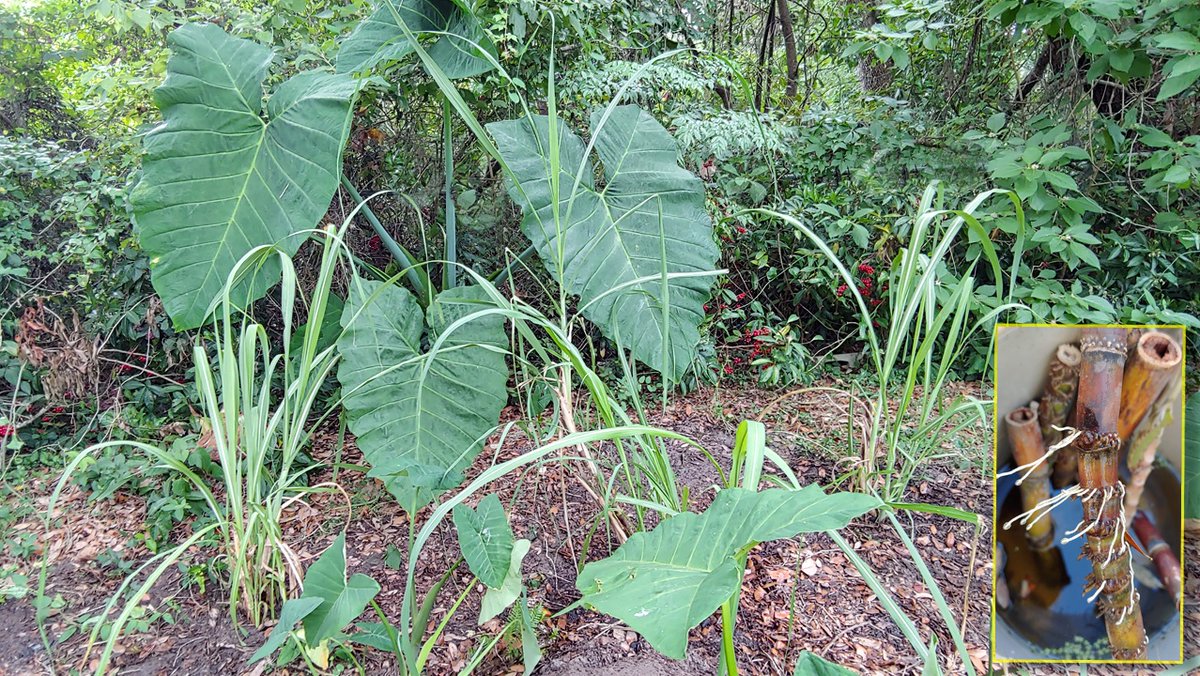 i_like_journey's tweet photo. Just planted sugar cane! All 3 bushed came from a few shoots. Finally, it started to rain, so all will be good.
#SugarCane #NaturalSugar #Sugar #Organicliving #Permaculture #garden #Permacultureforest #edable #organic #ilikejourney https://t.co/ILan6XuqkV