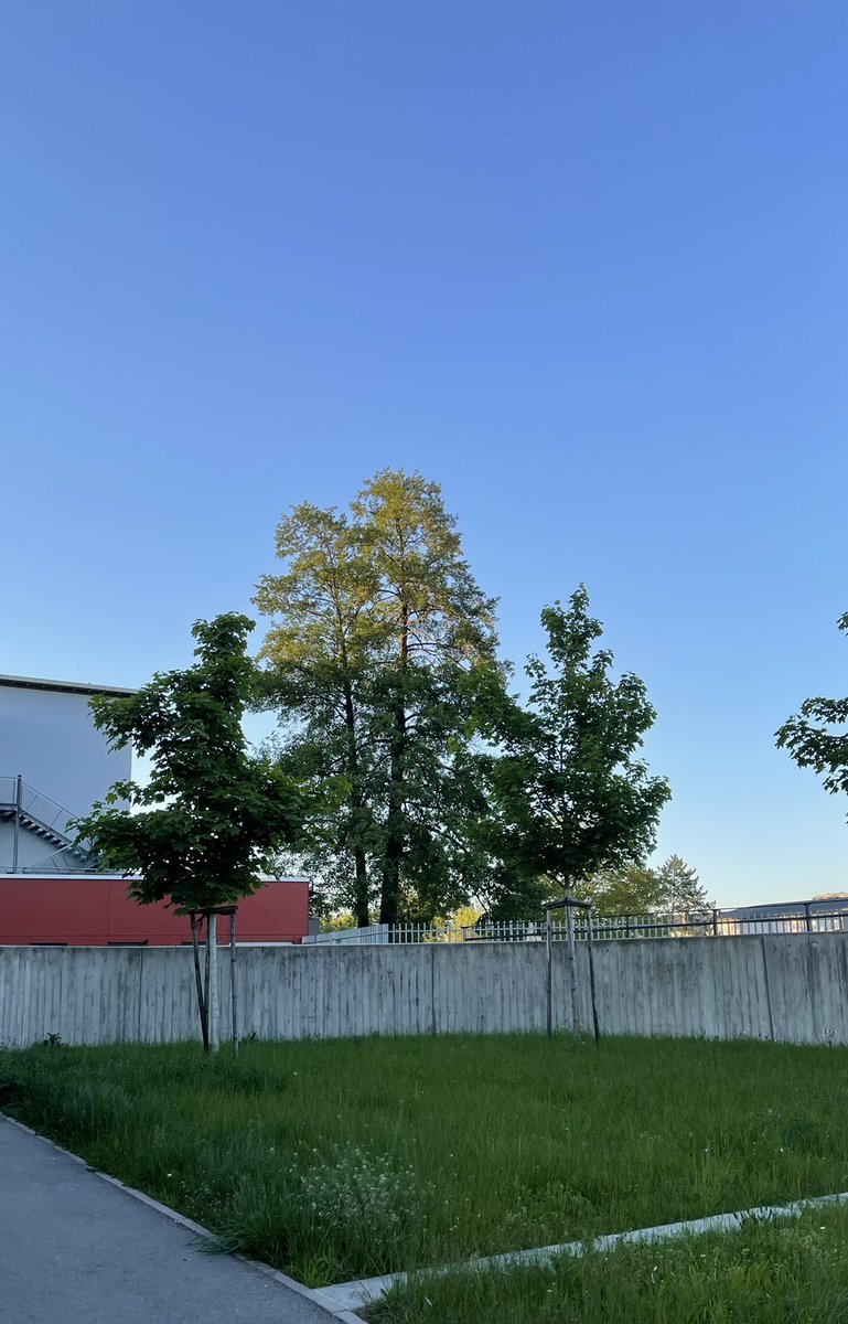 4Baytreenet's tweet image. Abend Freunde 🌳 das Wetter war heute nicht das beste aber es war ziemlich warm🌡 #sapflow nur minimal höher als gestern 💁 dafür ist mein #durchmesser richtig #high💪💪 🌳hab noch ein Selfie beim sonnen gefunden😎 #memories hoffe kann mich bald wieder sonnen ☀️☀️ #baytreenet