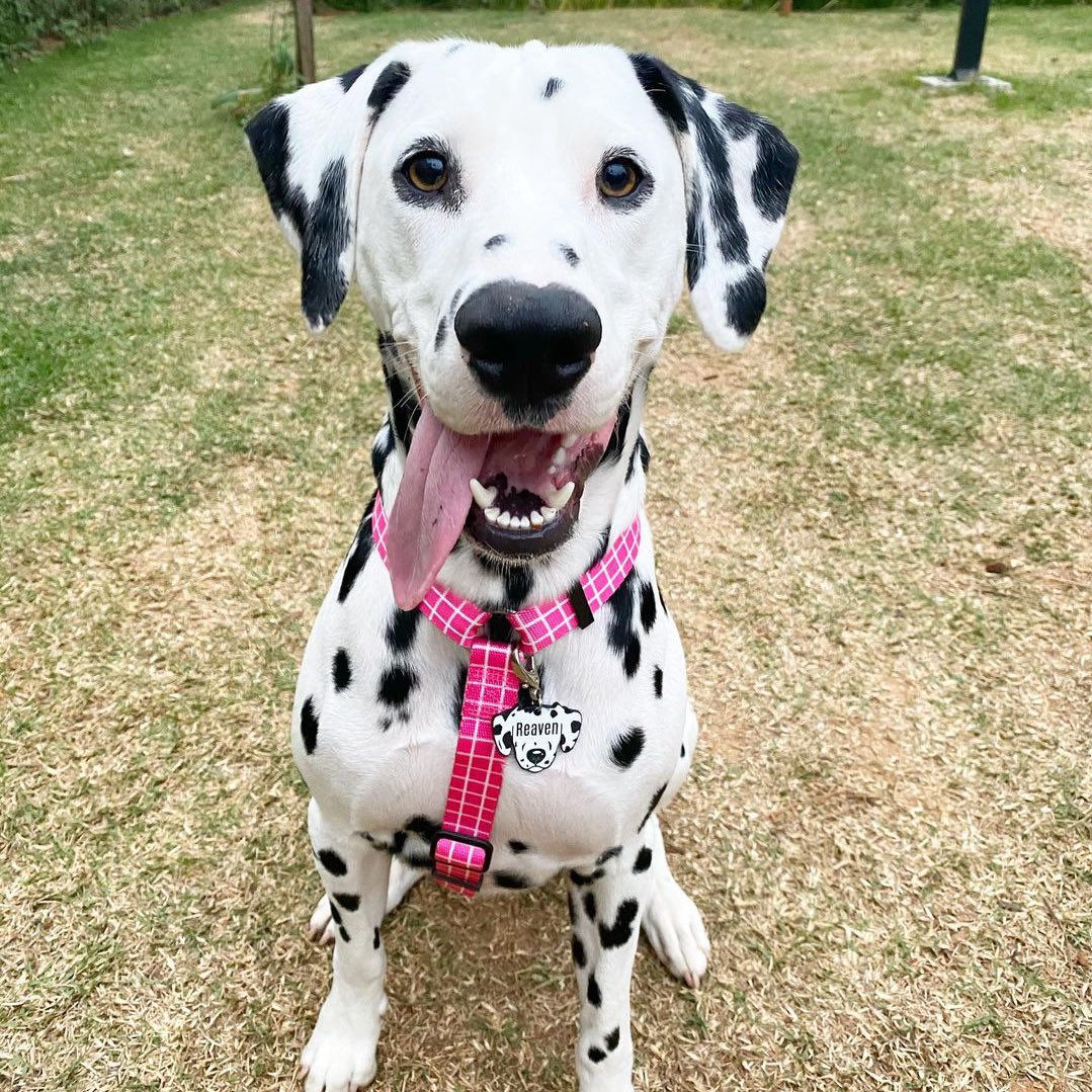 CoinDalmatian's tweet photo. Your favorite memecoin dog is passing by to wish you a great weekend! 🐶😁
#DAL #dalmatiancoin #solana #SolanaSummer #FTX https://t.co/JgPIl4Uiql