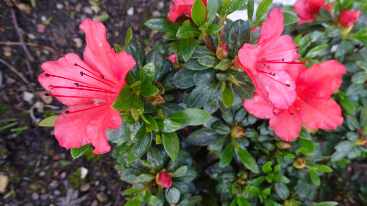 A Polly Hill nakaharae hybrid, R. Jeff Hill. Gorgeous bright orange, really stands out.
