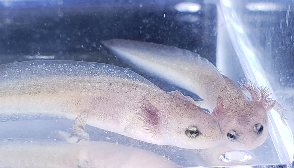 Cynopspyrrhogaster Cynopspyrrhogaster