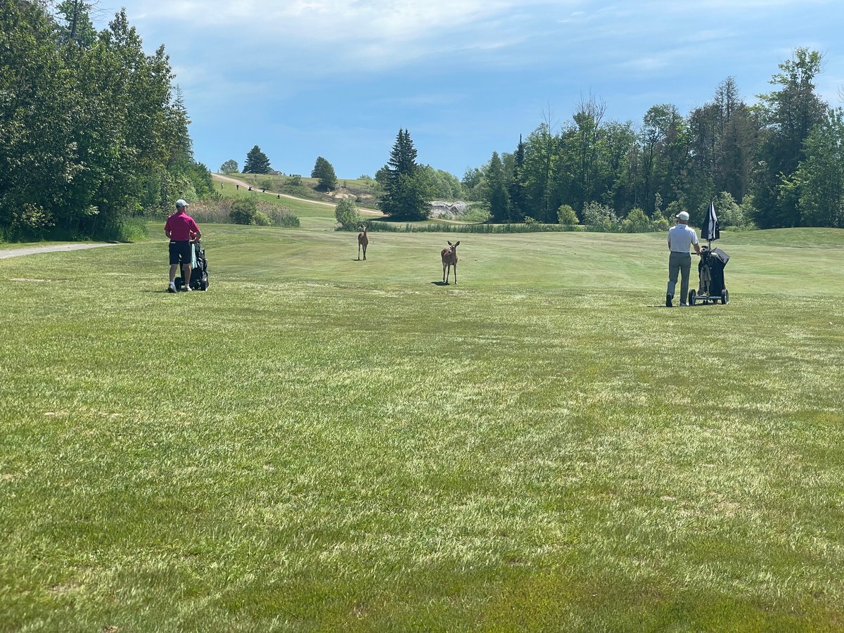 Lots of Nature on the course today <a href="/GreensmereGC/">Greensmere Golf Club</a> The woodpeckers were also out on a few holes.  I was in the woods looking for them.
