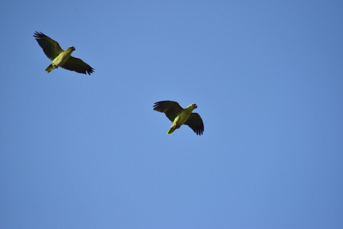 Cebramos el Día Mundial del Medio ambiente 🥳 con excelentes noticias sobre los avances de la temporada de anidacion 2021 de Lora Nuca Amarilla en el Parque Nacional Volcán Maderas, Ometepe. Los resultados han sido sorprendentes, los últimos pichones han volado con exito.