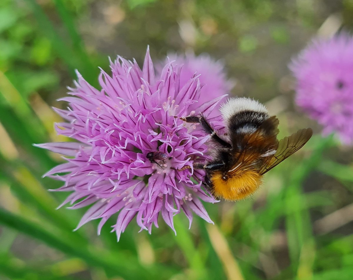 Jaap van Dam tweet media