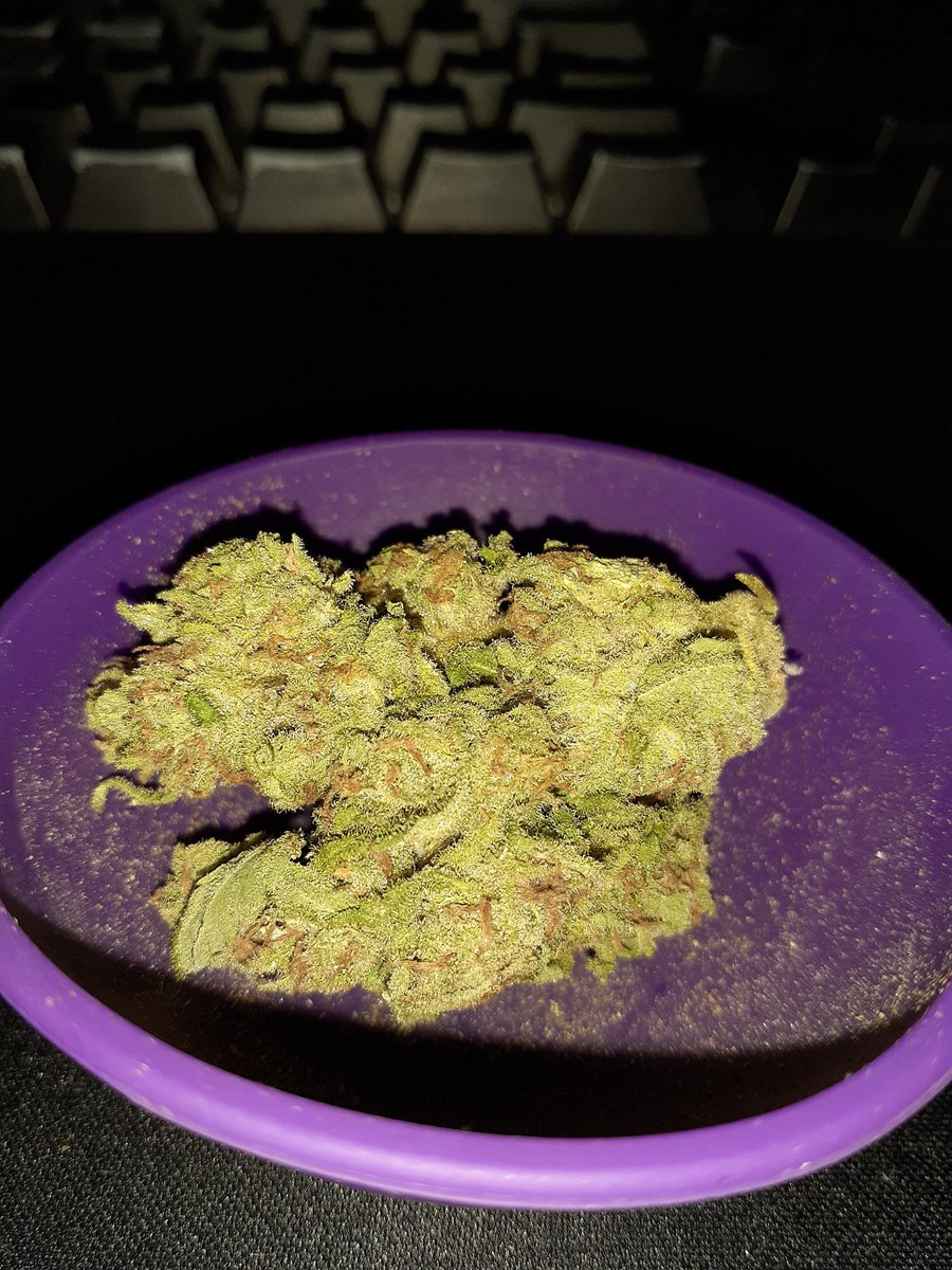 G3L4D31R4's tweet photo. Critical purple ou black sugar? 🤩
#weed #criticalpurple #blacksugar https://t.co/T0QGPLvmoM