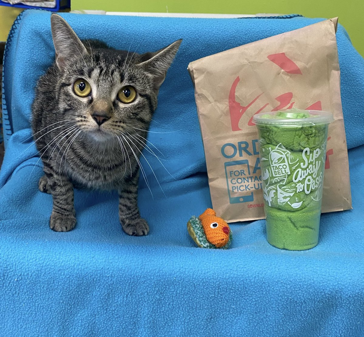 amanda_roos_'s tweet photo. @tacobell this is Taco Belle, she is available for adoption thru https://t.co/rtBzuuT27A as well as her kittens Baja and Blast. Plz notice us and get her adopted. https://t.co/59A4V10HSn