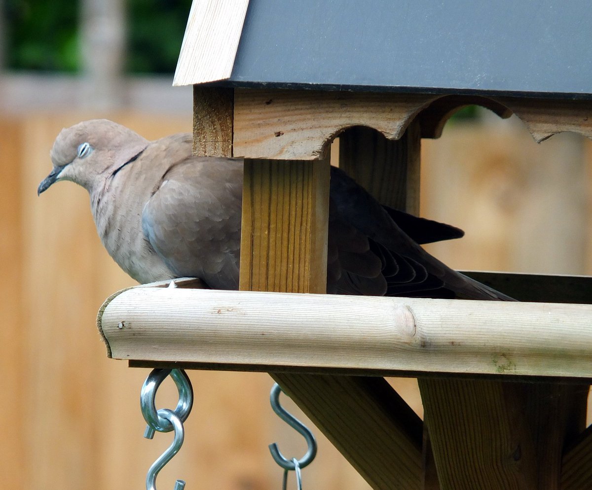 galleryantiques's tweet image. This collared #dove has started visiting the #garden daily, and particularly enjoys having a snooze on the #birdtable lol 😂

#birdphotography #collareddove #birdwatching #sleepingbird #birdphoto #Halesworth #Suffolk
