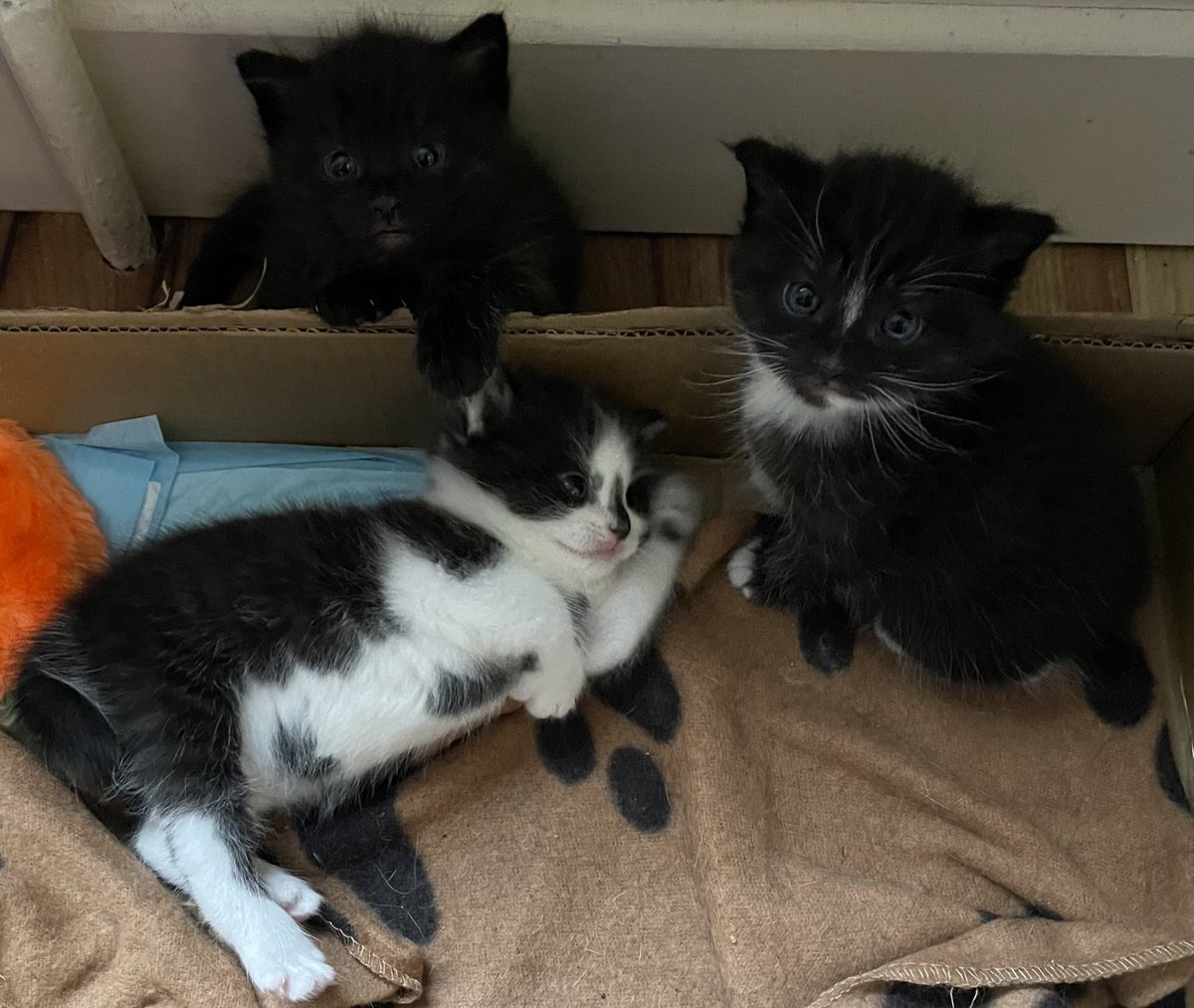 Turns out one of my new Kittens “Shadow” is as addicted to <a href="/FoxsGlaciers/">Fox's Glaciers</a> Fruits as I am!

Here he is with his brothers “Stark” &amp; “Bentley” 🍬