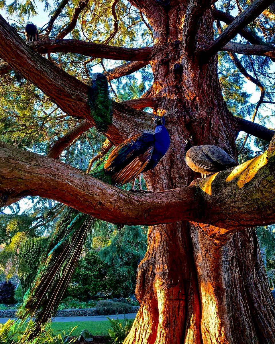 victoriavisitor's tweet photo. 📍Victoria
The rare Peacock Tree in Beacon Hill Park blooms in feathered magnificence ✨ #SupportLocal #ExploreVictoriaLocal
___
📸: betterwithadventure (Instagram) https://t.co/zyWzGwxWvw