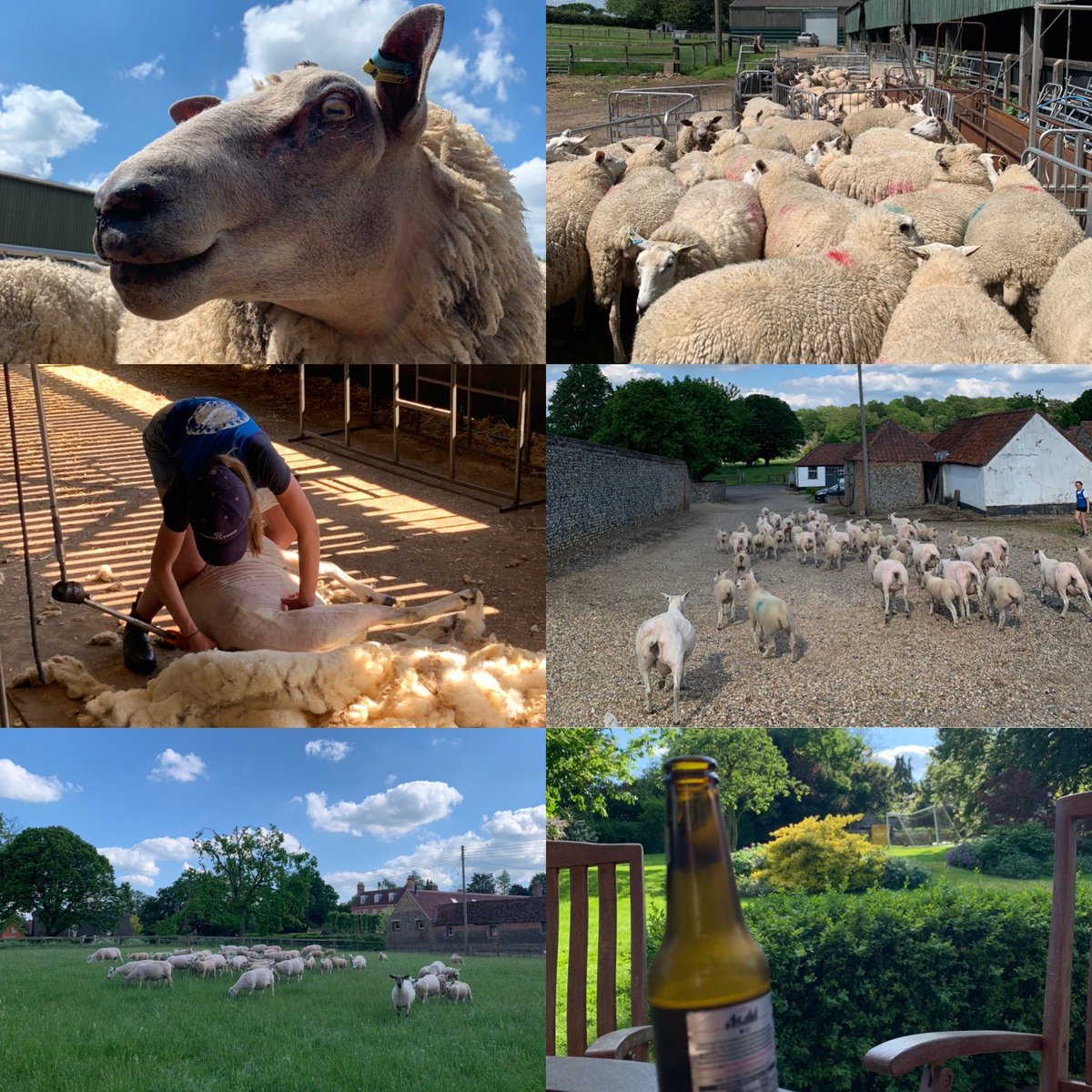 jmt_28's tweet photo. Cricket yesterday... shearing today! It’s always a #familyaffair #sheep365 #Bernard https://t.co/eiIn1los0b