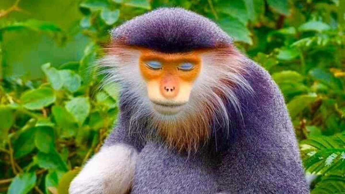 protoanimalbr's tweet photo. O Douc-de-canelas-vermelhas é um dos primatas mais coloridos do mundo.
Para se protegerem dos predadores costumam ficar nas partes mais altas da floresta tropical.
Infelizmente, este lindo animal está ameaçado de extinção devido a caça ilegal e deflorestação.
#Pygathrixnemaeus https://t.co/F0cLTiB9WN