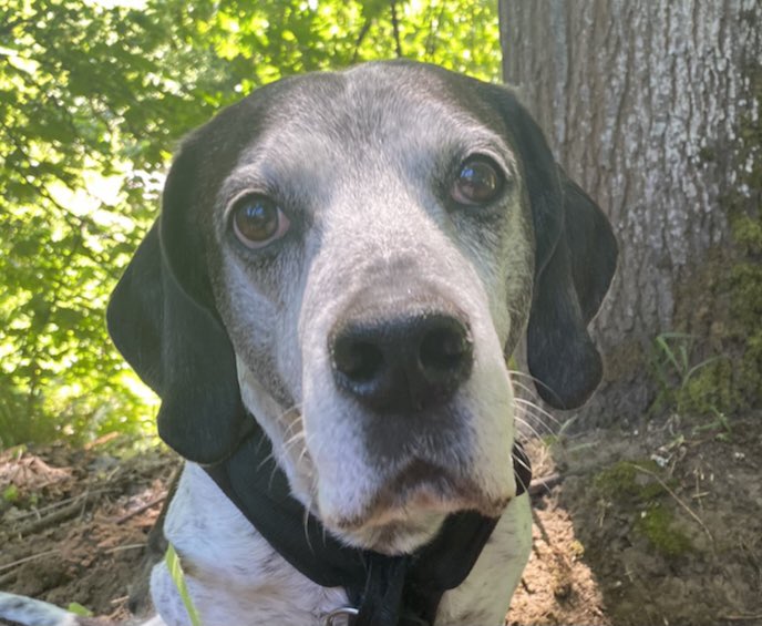 <a href="/DwightKNelson/">Dwight K. Nelson</a> Thank you for the incredible sermon today on kindness to animals. In all my years listening to you, this has to be my favorite sermon. Tears streamed, for I love animals dearly. Romeo says thanks for standing up for his fellow creatures!🙏