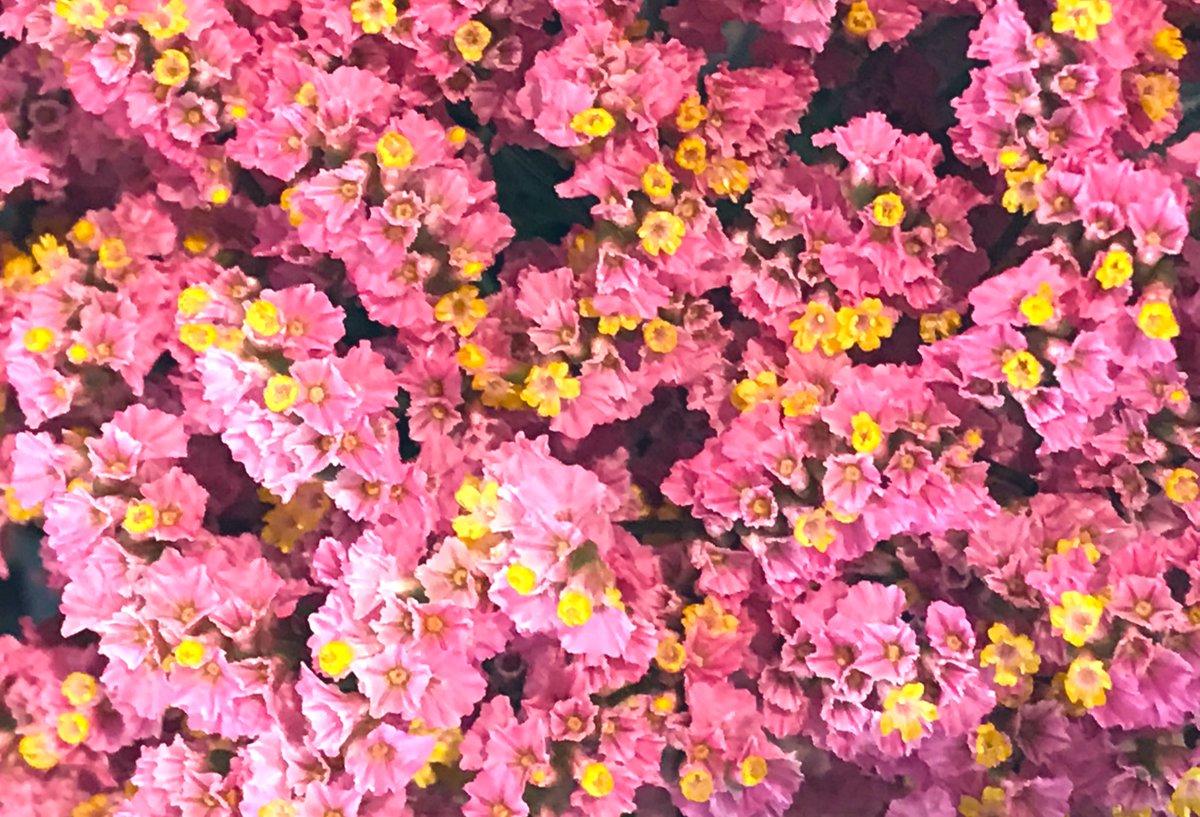 スターチス Twitter Search