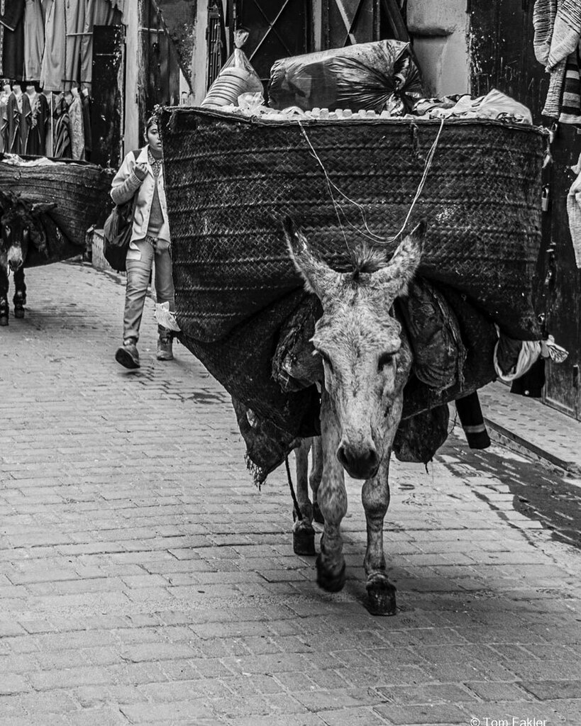 Trash donkey with a full load.
.
.
.
.
#blackandwhite #blackandwhitephoto #blackandwhitephotos #blackandwhiteonly #instablackandwhite #blackandwhitephotography #blackandwhiteart #instaBlacdkandwhite #photooftheday #Morocco #igMorocco #igFez #igFes instagr.am/p/CPwK0PZhjyG/