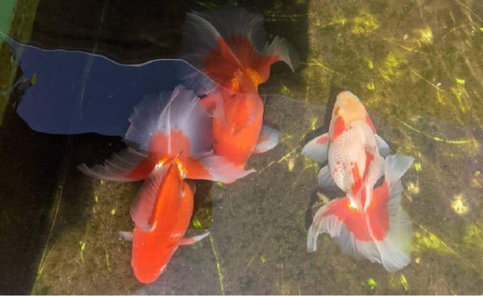 金魚がんばる部のtwitterイラスト検索結果
