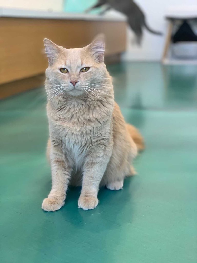 Hello world! - greeting from Murph who has charming eyes and gentle personality!

#yyccats #yycpets #supportsmallbusiness #catcafe #yyc #yycnow #kensingtonyyc #kitten #ilovemycat #lovecats #furry #lovekittens #catlover #giftshop