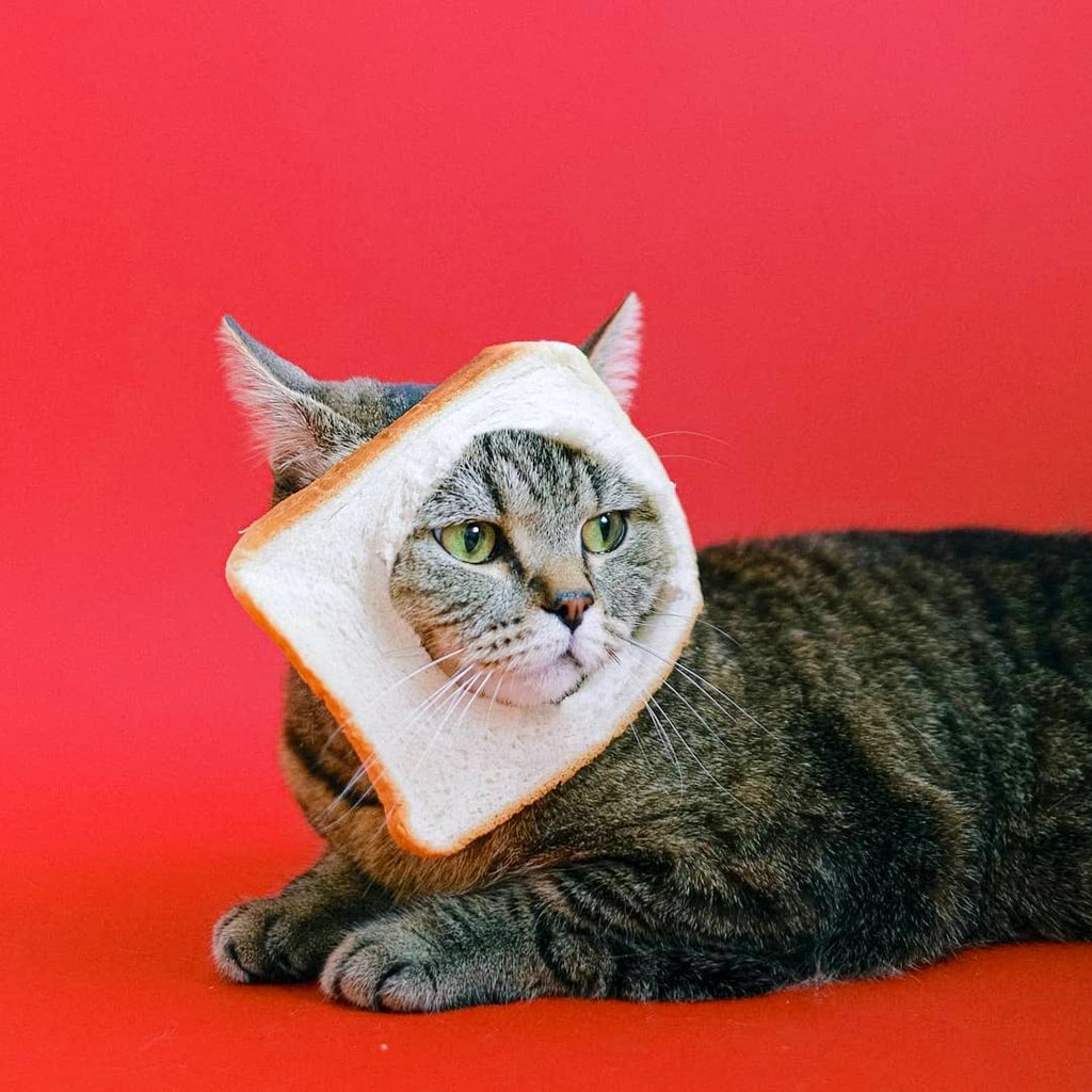 Breaded Cats tweet media
