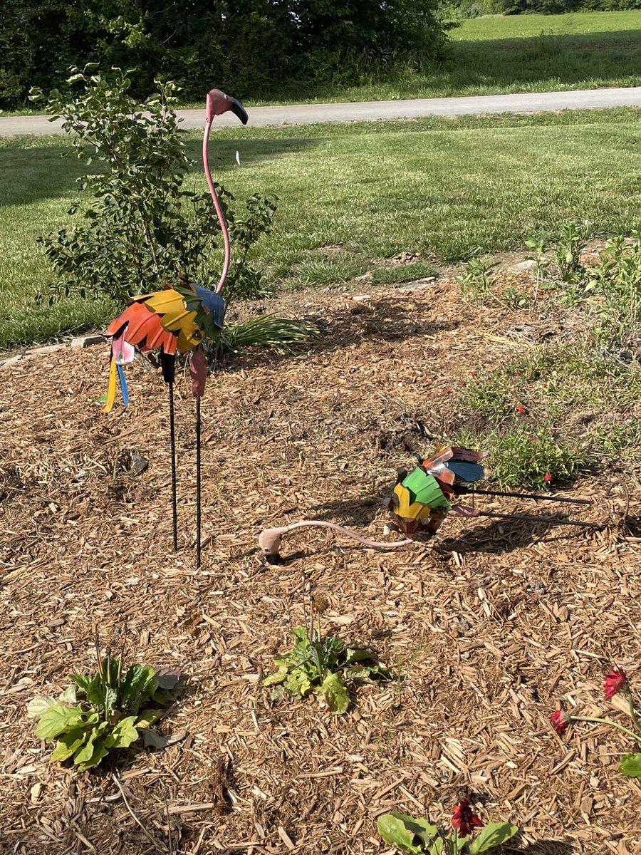 KummerChris's tweet image. I think one of my flamingos is identifying as an ostrich.