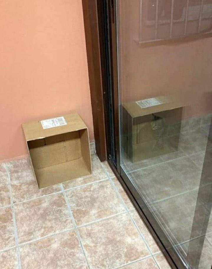 stevejbeck's tweet image. Rare photo of Schrödinger’s Cat