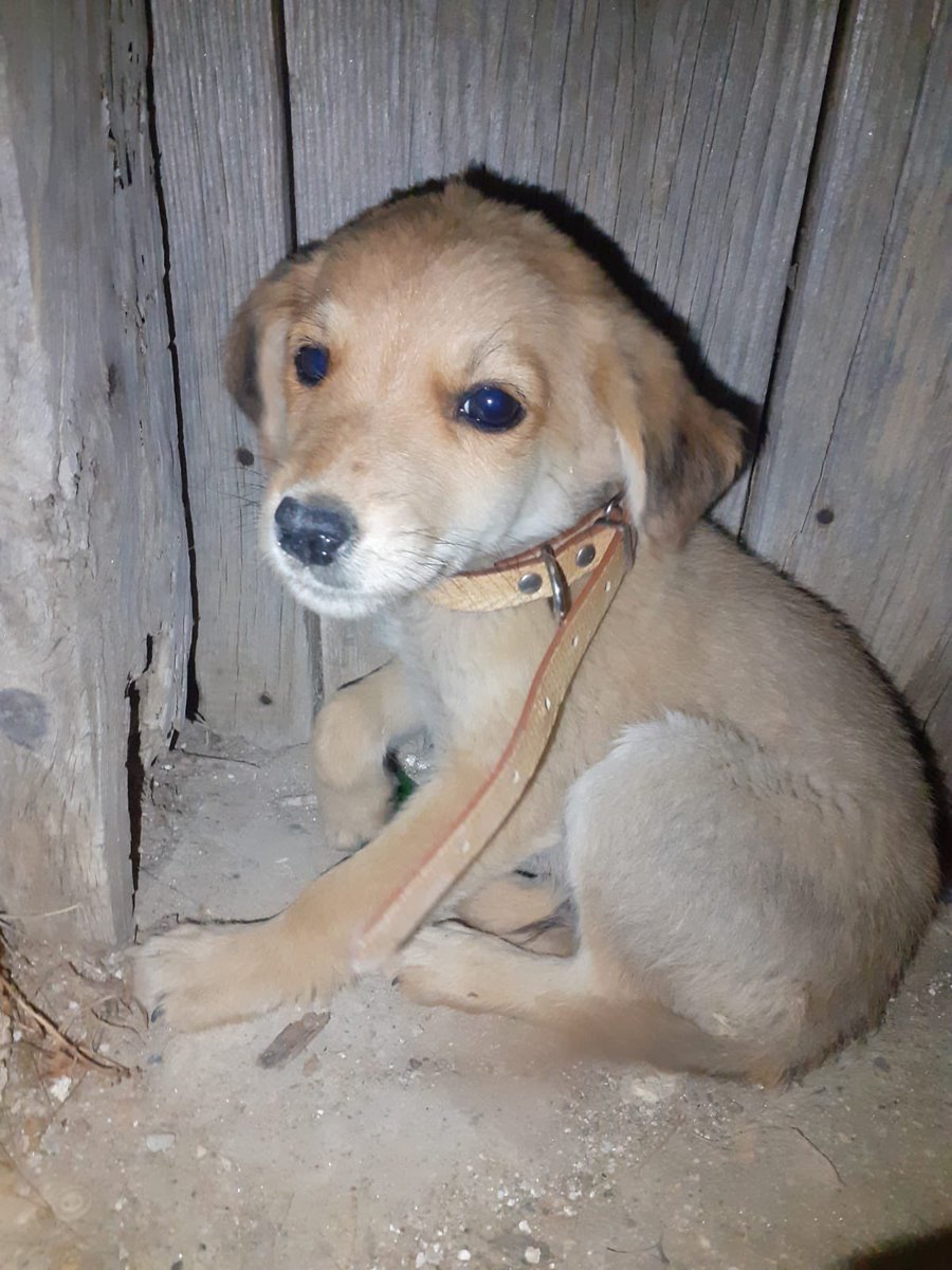 İnsanları tanıdıkça hayvanları daha çok seviyorum  🐶