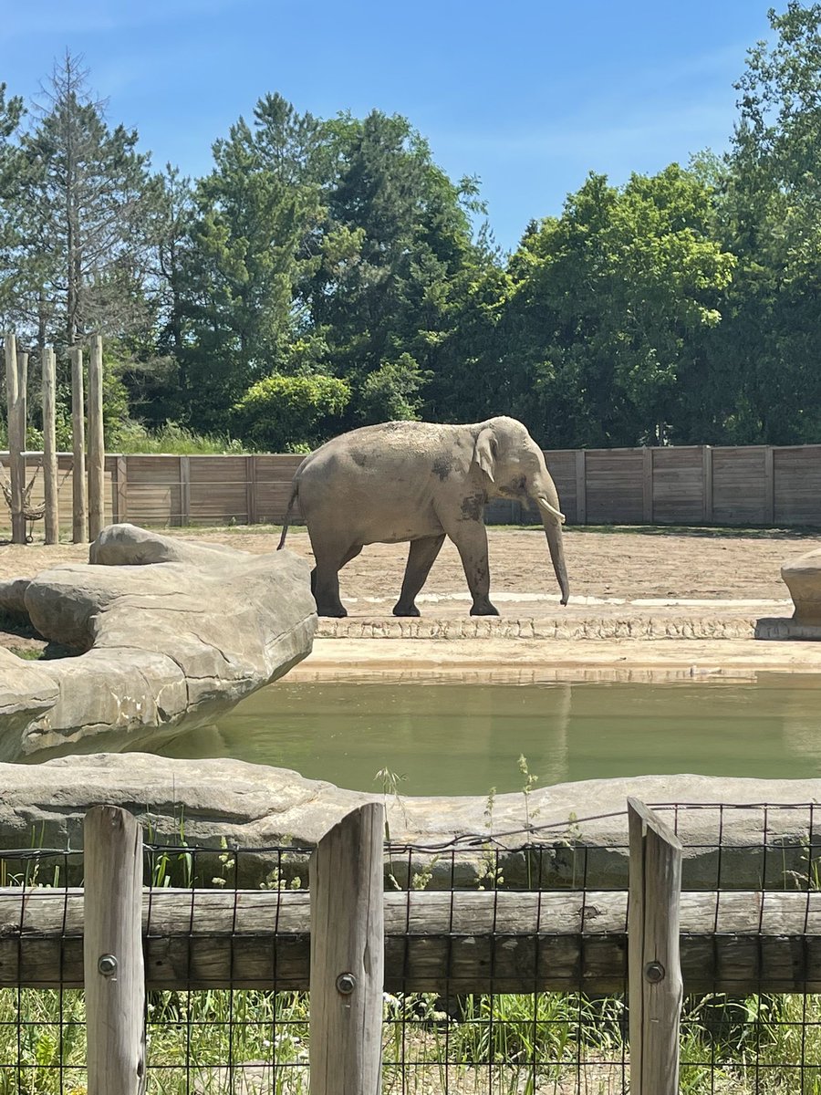 princesskdimond's tweet photo. Princess Birthday weekend = new sneakers and a zoo membership. ❤️ https://t.co/uMXTxljifB