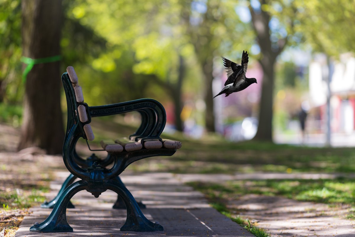 chromatic_to's tweet photo. Here's a thread on #Toronto scenes catching my camera's eye; scenes not fitting into my other threads (#TorontoSunrise, #TorontoFlora, #TorontoBikescape, etc.).

A typical #TorontoSpringscape. 
#JimmieSimpsonPark #shotonNikon #NikonZ7 #TorontoBirdscape #ThePhotoHour https://t.co/eKsMuXMG5I