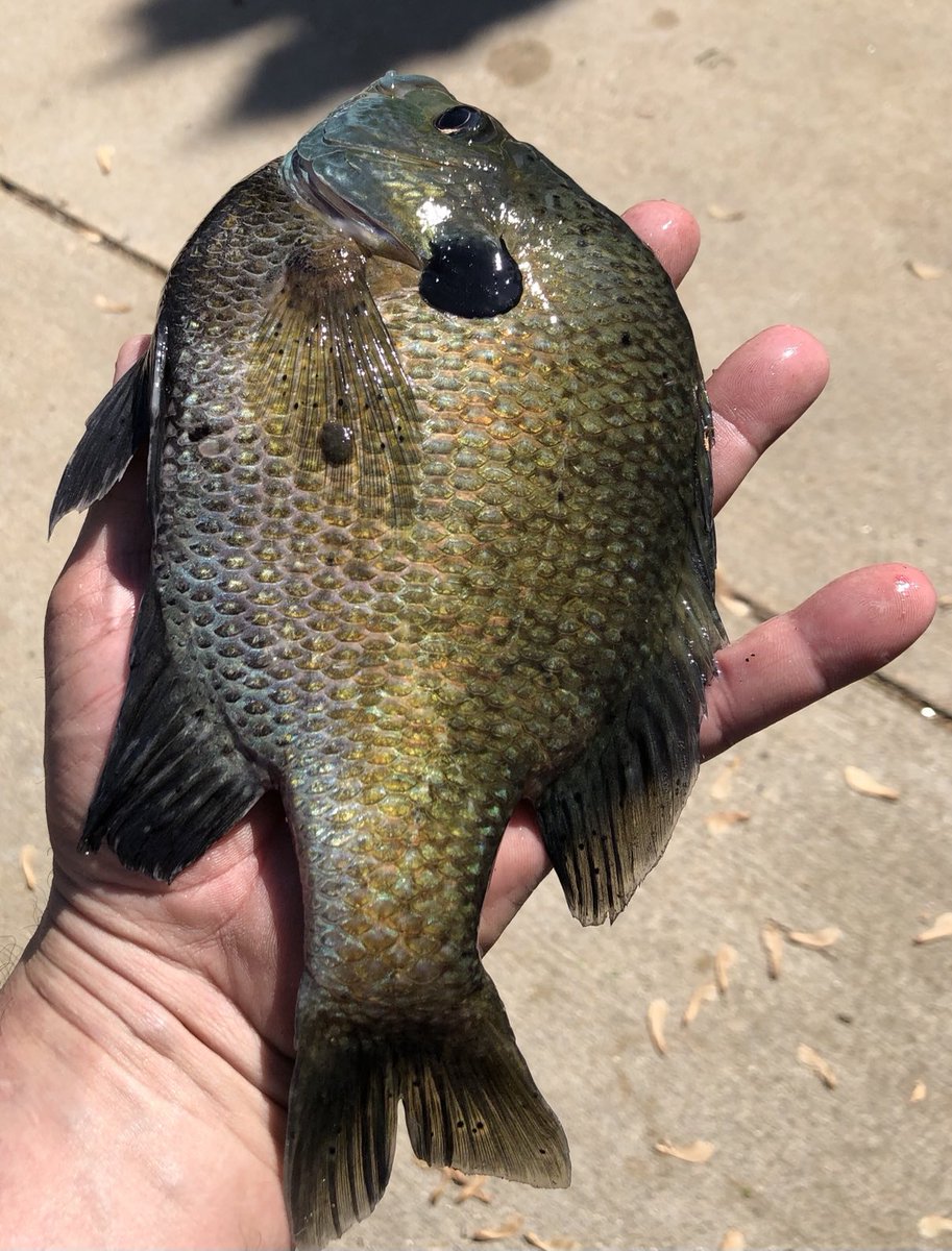 Kirk_Uttech's tweet photo. 15 mph wind and big bluegills are no match for Helix and Terrova. https://t.co/VHpK9HmESE