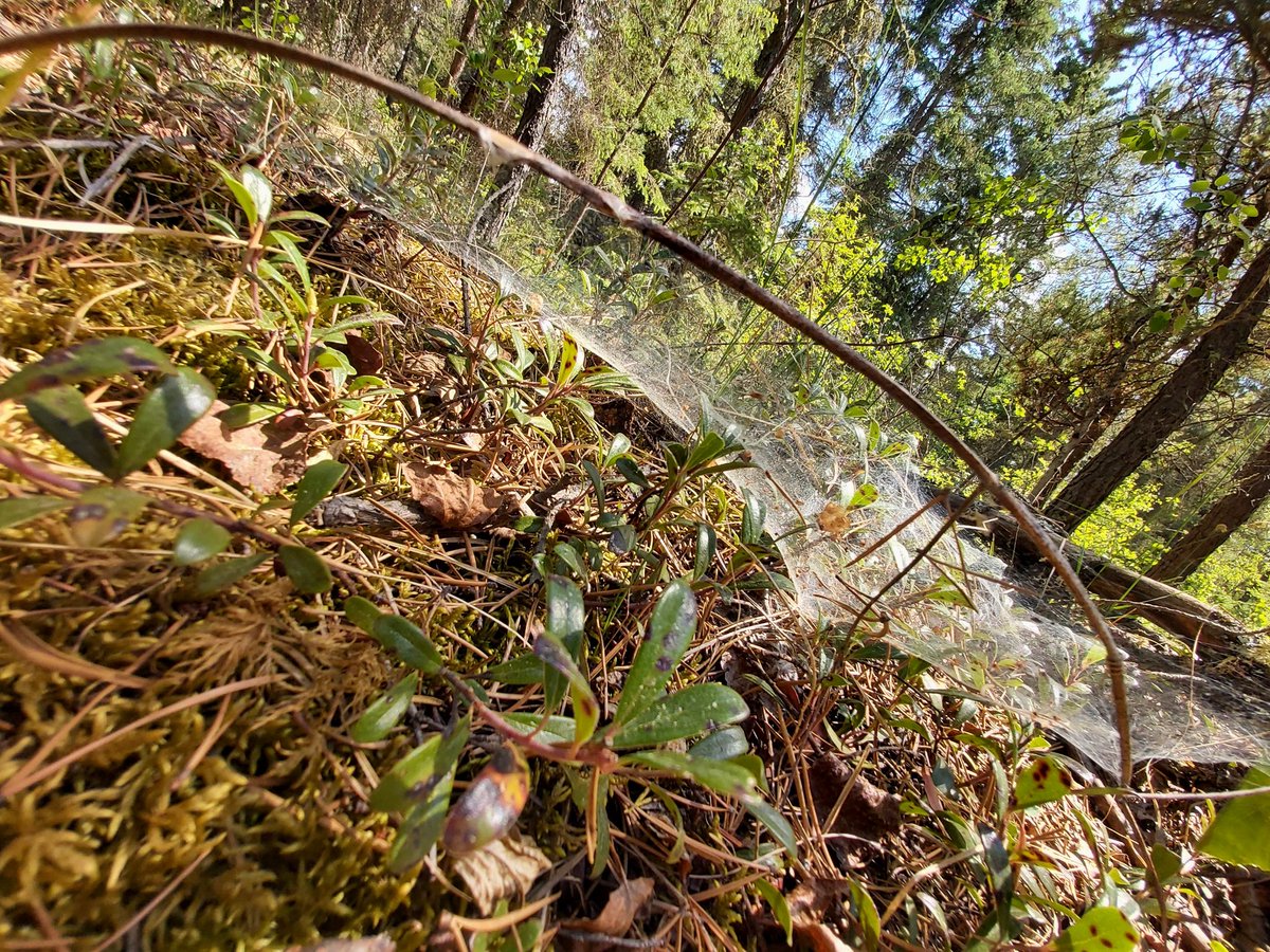 I love how this spider used the twig as the edge of his web, like a little canopy!

#spiderweb #exploresask #sasktrails #hiking #nature #pretty #imaginebeingabug #andhavingyourafternoonteaunderneath #sorelaxing #aslongasthebuilderdoesnteatyou #ormaybethatshisbusiness #acoffeeshop