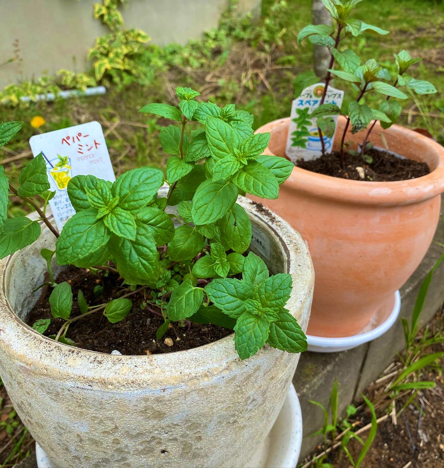 野口健 地植えしたハーブ系を鉢に移し替えました 地植えにはあまり適していないみたい 特にミント はえらい事になるとアドバイスを頂き慌てて鉢に入れました ローズマリーだったかな あまり ジメジメには強くなく雨が続く時には家の中で管理した方がいい