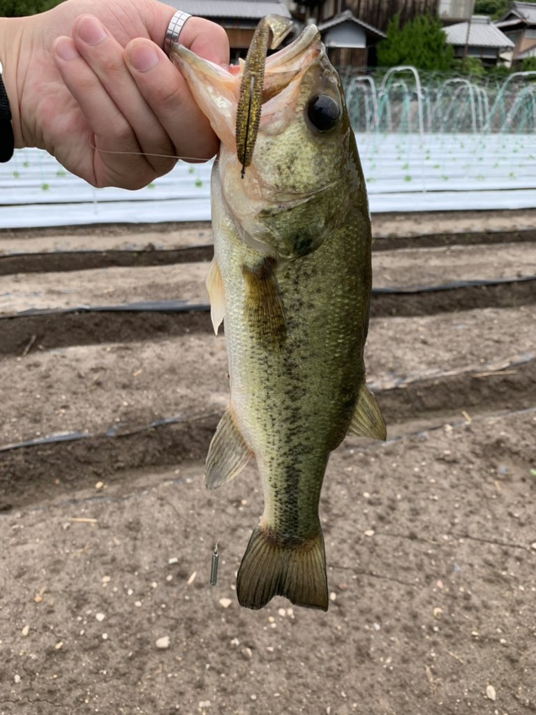 BASS_Makoto0800's tweet photo. 昨日の釣果🎣
Found Findのメンバーと朝から昼まで行って、3匹釣っちゃいました😆✨
ジャッカルのリズムウェーブのキンクロのダウンショット✨
サイズはそんなにやけど楽しい😆
#バス釣り #ジャッカル #JACKALL #リズムウェーブ #ダウンショット #香川県 #FoundFind #アパレルショップ https://t.co/PP9frDONoz