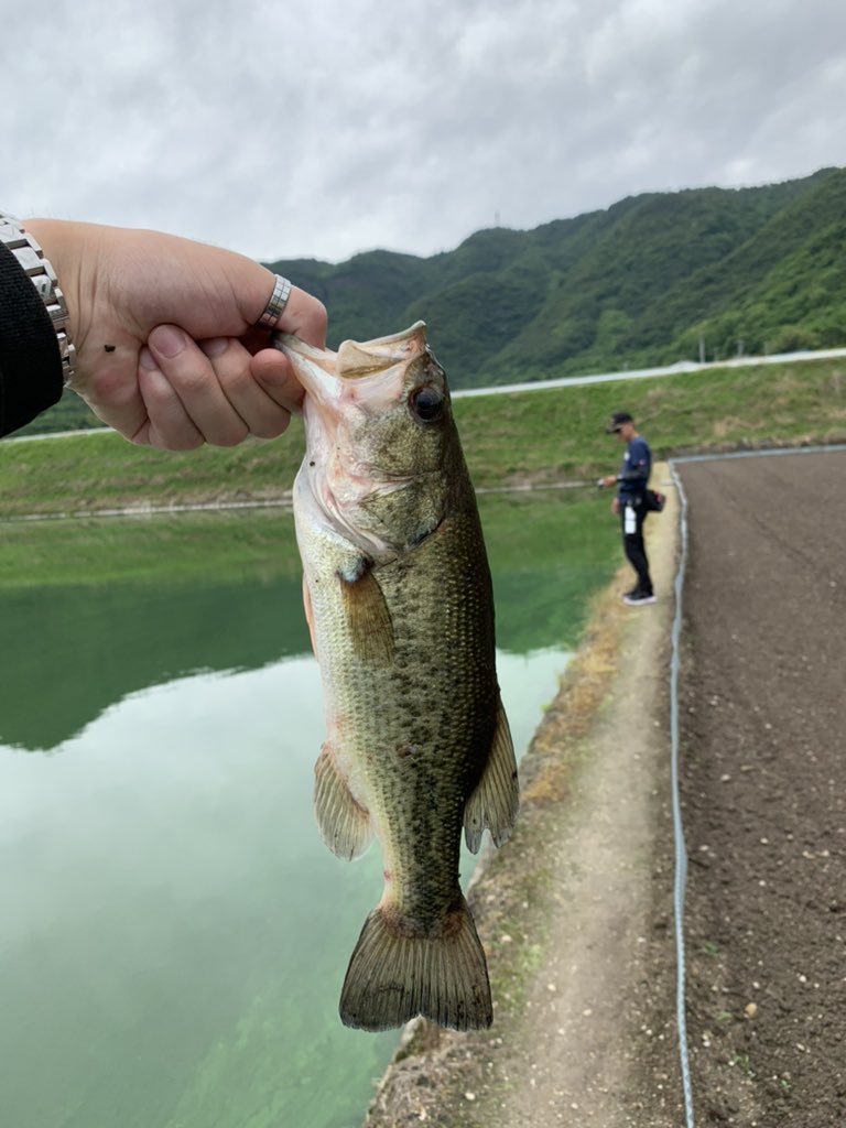 BASS_Makoto0800's tweet photo. 昨日の釣果🎣
Found Findのメンバーと朝から昼まで行って、3匹釣っちゃいました😆✨
ジャッカルのリズムウェーブのキンクロのダウンショット✨
サイズはそんなにやけど楽しい😆
#バス釣り #ジャッカル #JACKALL #リズムウェーブ #ダウンショット #香川県 #FoundFind #アパレルショップ https://t.co/PP9frDONoz