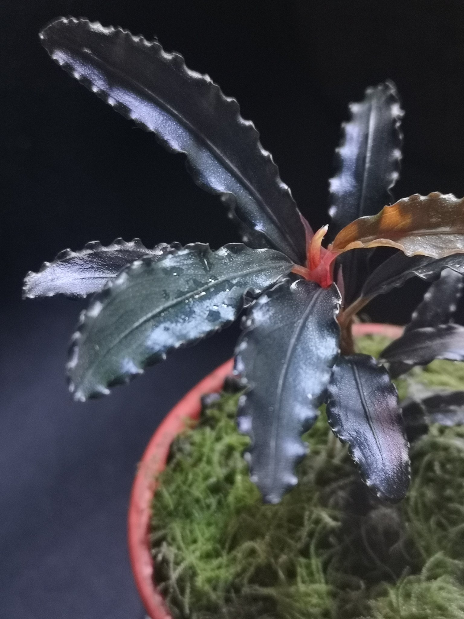 ありゅーあ 勢いがいいね 花がくると蓋にぶつかるからだめよ Bucephalandra Sp Sintang 2 From Sintang Hw02 04 選抜個体 Hw便 Bucephalandra ブセファランドラ T Co Lfakboeacq Twitter