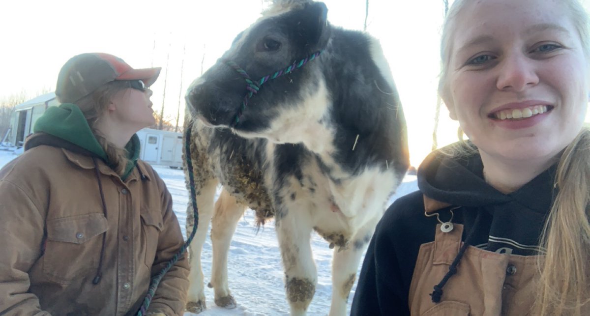 Our Farm  <a href="/4halberta/">4-H Alberta</a> members and the steer project  . Belgian blue x Holstein