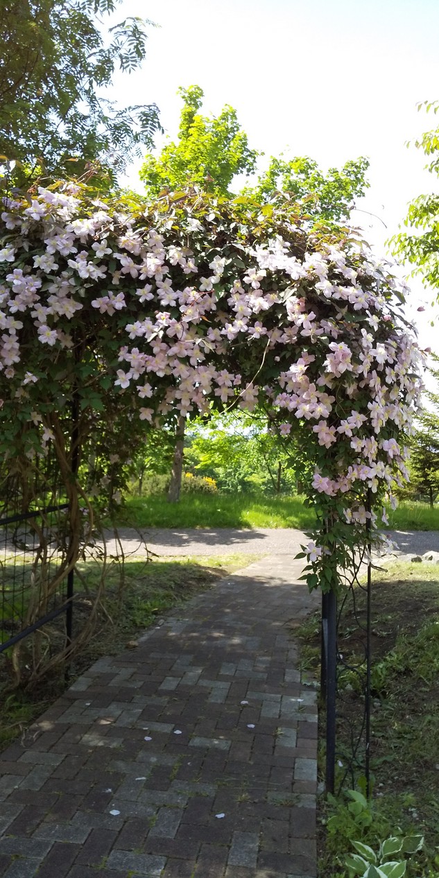 北海道立道南四季の杜公園 6月に入り 花の丘 では様々な花が咲き始めています 園内を散策される際は 感染予防対策をお願いします 道南四季の杜公園 四季の杜公園 函館 北海道 クレマチス キングサリ ルピナス バーバスカム