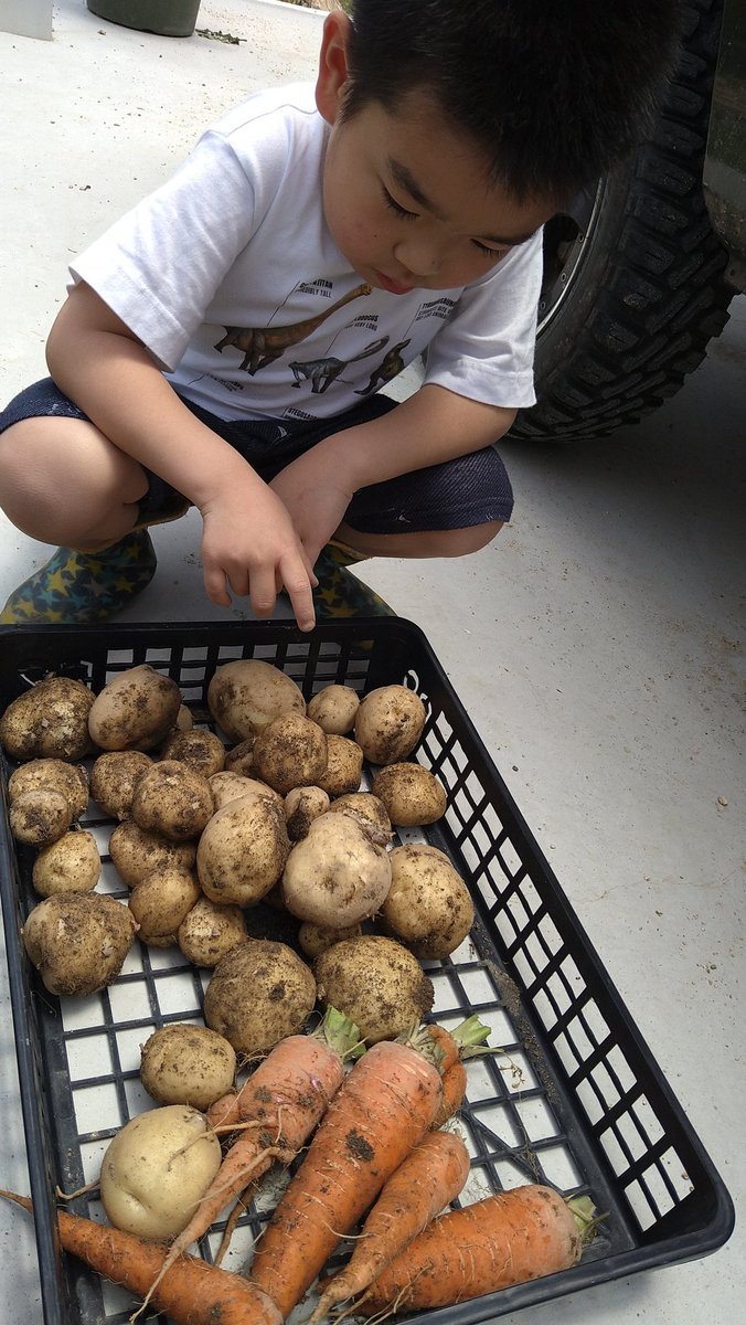 donodon41208096's tweet photo. 今日の収穫
ミニ白菜は、プランターに植えてみました。とりあえず、1つ収穫してみました。
#家庭菜園
#ジャガイモ
#ニンジン
#タイニーシュシュ
#プランター https://t.co/rqOQYUdZEm
