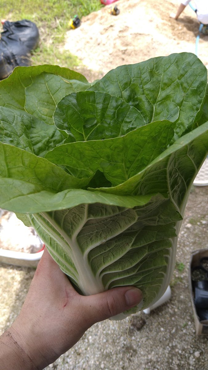 donodon41208096's tweet photo. 今日の収穫
ミニ白菜は、プランターに植えてみました。とりあえず、1つ収穫してみました。
#家庭菜園
#ジャガイモ
#ニンジン
#タイニーシュシュ
#プランター https://t.co/rqOQYUdZEm